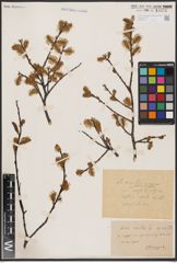 Foto von Salix aurita L.